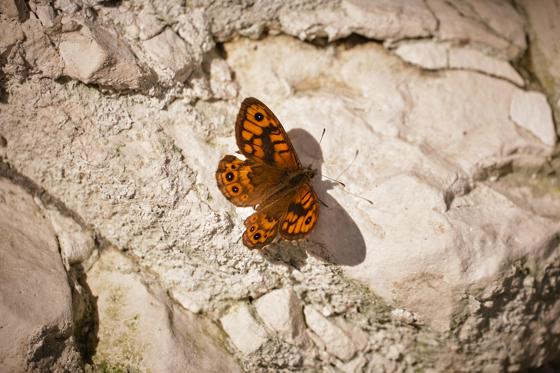 Papillon posé sur de la craie © Alexandre Couvreux